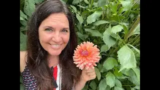 Dahlia Tour in August | Pond House Garden