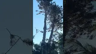 Tree Trimming north pine tree Florida  USA