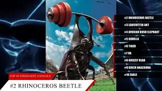 Strongest Animal in the World by Weight