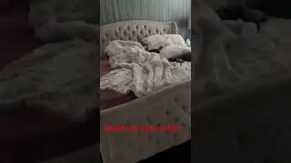 #Sleep #sleeping #dog #cats #couples #married #marriage #couplegoals #marriedlife #shortsvideo