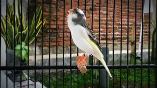 This Belgian Canary Attracted Many Canaries to Sing‼️ Magical Training