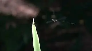 Damselfly Perching Behavior