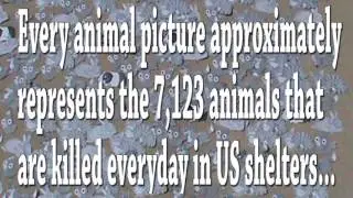 Kill Shelter Statistics - Visual Stats Project (2017)