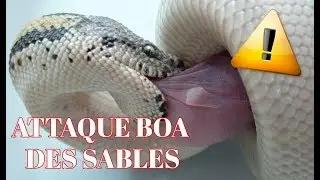 Un boa des sables qui attaque un bébé rat