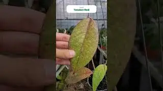 Greetings, Plant Enthusiasts! 💚