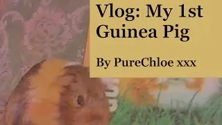 Vlog : My 1st Guinea Pig