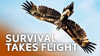 What Makes These Animals Aerial Warfare Experts!