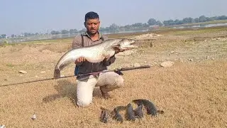 snakehead fishing videos || How To big Wallago Attu Fish Catching || snake head Fishing