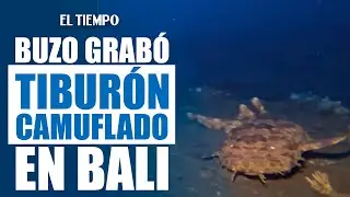 Buzo grab&oacute; en Bali a un tibur&oacute;n wobbegong que se camufla en el fondo marino |&nbsp;El Tiempo
