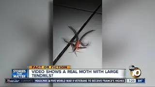 Frightening bug caught on camera?