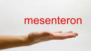 How to Pronounce mesenteron - American English