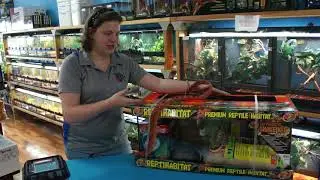 Corn Snake Basics