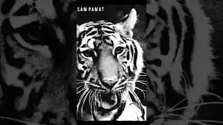 Membawa Petaka  #shorts #short #harimau