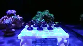 WHY ARE CORAL$ SO ADDICTIVE?