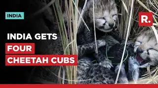 Cheetah Moved From Namibia To India Last Year Gives Birth To Four Cubs