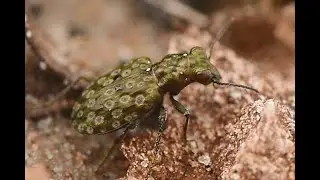 Gewone oeverloopkever Elaphrus riparius