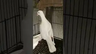 Beautiful Birds | Fancy Birds | Danish Tumbler | Imported Pigeons | Pigeon Farming #pigeonloft #bird