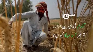 Why is Pakistan importing wheat despite a bumper crop?