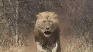 Lion Attacks Jeep!