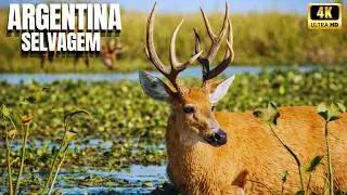 Argentina Selvagem | A Fauna Mais Extrema da Am&eacute;rica do Sul - Document&aacute;rio