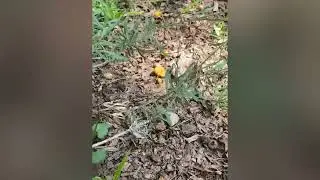 Mushrooms in Georgia!