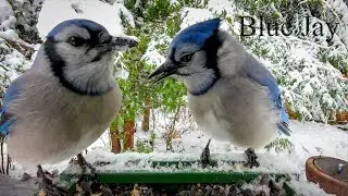 Hibird by Camojojo - Incredible 4K Smart Bird Feeder with Camera!