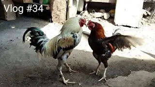 Vlog #34 | Simple Loft Vlog | Rooster Vlog