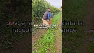 La Raccolta delle Arance si trasforma in qualcosa di Esilarante