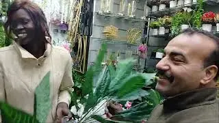 عندنا شجر وعندنا هزار😂😂😂✌🏼✌🏼😍😍☘️☘️🌿🩵🩵😎😎😎😍😍😍والشجره بي 75ج و 100ج و 150💚🤍🤍🌿🌿☘️🌿☘️