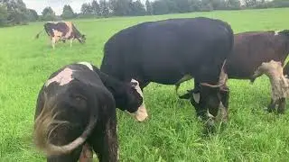 Бычки на молодой траве