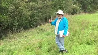 Herbicide in bush regen