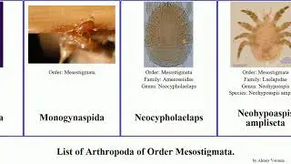 List of Arthropoda of Order Mesostigmata. ameroseius kleemannia epicriopsis nova miranda subtilis