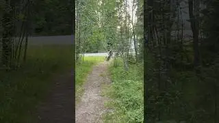 Back on bike after an injury🧑&zwj;🦽🤙 #mtb #dhbike #dhbiking #shorts #mountainbike #downhillbike #bike
