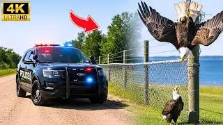 Baby Eagle Pleads for Help to Save Her Mom &mdash; Bald Eagle Stuck on a Fence Rescue!
