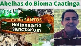 Trinta e tr&ecirc;s caixas SANTOS de nim indiano
