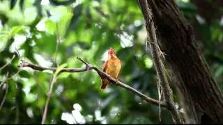 20111107 Rudy Kingfisher