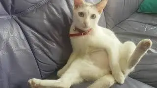 Cat vs Sofa - Funny Cat Sits On the Sofa Like a Human