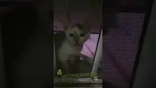 cute cat trys to get in but my parents won't let me