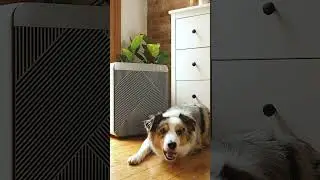 Take pet care to the next level with Samsung Appliances with Pet Care Solutions🐾