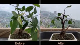 My Ficus Virens Bonsai Pruning | Wiring