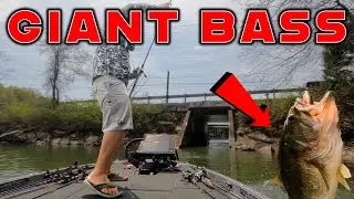 GIANT Bass On Lake Chickamauga! Swimbait Fishing and Tackle Tips!