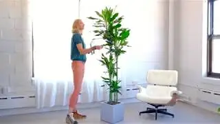 Dracaena Lisa Plant Potted In Lechuza Canto Cube Planter