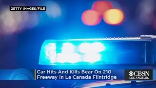 Car Hits, Kills Bear On 210 Freeway In La Canada Flintridge