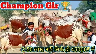 स्टाम्प पेपर वाली गारंटी 👌 20 किलो दूध की 45000₹ में खरीदो शुद्ध थारपारकर ✨ अनमोल रत्न जैसी 3 गाय 💫