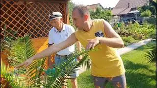 BestpalmTV. Ogrody klientów.  Swarzędz cz. 2 prawdziwe perełki. Jubaea, Washingtonia,  Trachycarpus