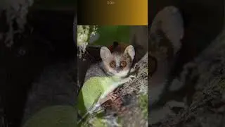 Top 10 Smallest Animals in the World | Tiny Creatures You Won't Believe Exist   #top10 #Smallest