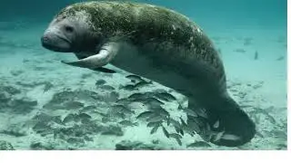 Amazonia Manatee