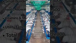 layers farming business | backyard farming | small business ideas | farming business #business