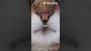 Cats: The Ultimate Feline Frenzy! 🐱 #cat  #FelineFrenzy #CatLovers #FunnyCats #CuteCats #CatVideos