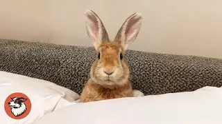 Woman Rescues Bunny — Weeks Later She Gets The Biggest Surprise
